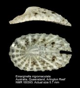 Emarginella nigromaculata
